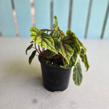Load image into Gallery viewer, #D43 Begonia Quadrialata Ssp. Nimbaensis