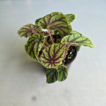 Load image into Gallery viewer, #D43 Begonia Quadrialata Ssp. Nimbaensis