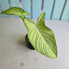 Load image into Gallery viewer, #RD15 Phyllotaenium Lindenii 'Cream Cheese'
