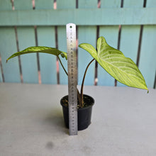 Load image into Gallery viewer, #RD15 Phyllotaenium Lindenii 'Cream Cheese'