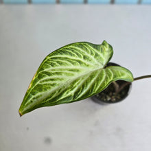 Load image into Gallery viewer, #RD15 Phyllotaenium Lindenii 'Cream Cheese'