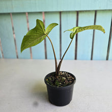 Load image into Gallery viewer, #RD15 Phyllotaenium Lindenii 'Cream Cheese'