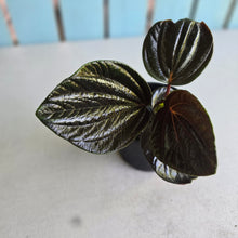 Load image into Gallery viewer, #RB18 Peperomia Rugosa Ecuador