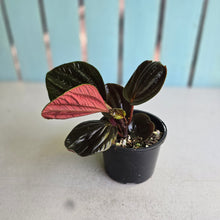 Load image into Gallery viewer, #RB18 Peperomia Rugosa Ecuador