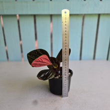 Load image into Gallery viewer, #RB18 Peperomia Rugosa Ecuador