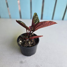 Load image into Gallery viewer, #RB18 Peperomia Rugosa Ecuador