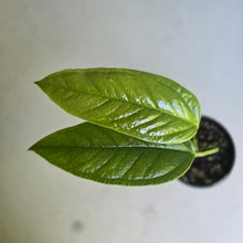 Load image into Gallery viewer, #R45 Anthurium Furcatum