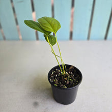 Load image into Gallery viewer, #R45 Anthurium Furcatum