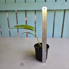 Load image into Gallery viewer, #R45 Anthurium Furcatum