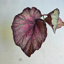 Load image into Gallery viewer, #R23 Begonia Sugar Plum Fairy