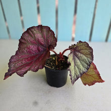 Load image into Gallery viewer, #R23 Begonia Sugar Plum Fairy
