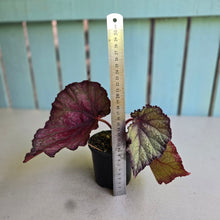 Load image into Gallery viewer, #R23 Begonia Sugar Plum Fairy