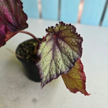 Load image into Gallery viewer, #R23 Begonia Sugar Plum Fairy