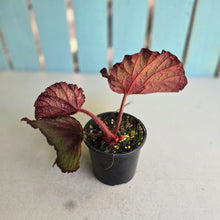 Load image into Gallery viewer, #R23 Begonia Sugar Plum Fairy