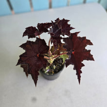 Load image into Gallery viewer, #RA20 Begonia Unknown