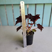 Load image into Gallery viewer, #RA20 Begonia Unknown
