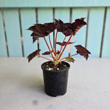 Load image into Gallery viewer, #RA20 Begonia Unknown
