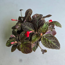 Load image into Gallery viewer, #R30 Episcia