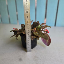 Load image into Gallery viewer, #R30 Episcia