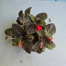 Load image into Gallery viewer, #R30 Episcia