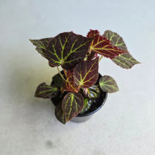 Load image into Gallery viewer, #RA7 Begonia Chloroneura