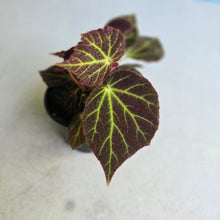 Load image into Gallery viewer, #RA7 Begonia Chloroneura