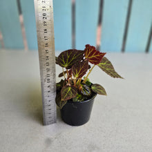 Load image into Gallery viewer, #RA7 Begonia Chloroneura