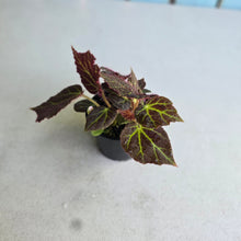 Load image into Gallery viewer, #RA7 Begonia Chloroneura