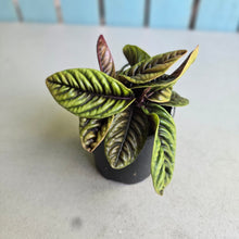Load image into Gallery viewer, #R214 Labisia Sp.