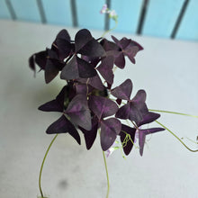 Load image into Gallery viewer, #RJ Oxalis Triangularis
