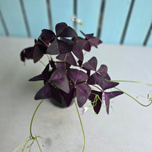 Load image into Gallery viewer, #RJ Oxalis Triangularis