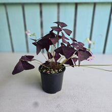 Load image into Gallery viewer, #RJ Oxalis Triangularis