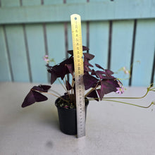 Load image into Gallery viewer, #RJ Oxalis Triangularis