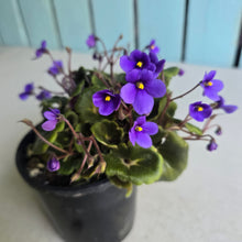 Load image into Gallery viewer, #D458 African Violet