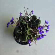 Load image into Gallery viewer, #D458 African Violet