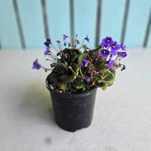 Load image into Gallery viewer, #D458 African Violet