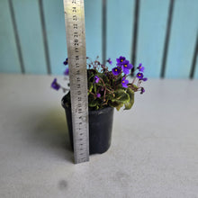 Load image into Gallery viewer, #D458 African Violet