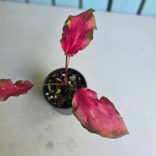Load image into Gallery viewer, #RD2 Caladium