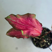 Load image into Gallery viewer, #RD2 Caladium