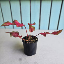Load image into Gallery viewer, #RD2 Caladium