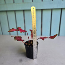 Load image into Gallery viewer, #RD2 Caladium