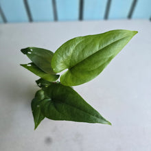 Load image into Gallery viewer, #R12 Anthurium Watermaliense - With Pup