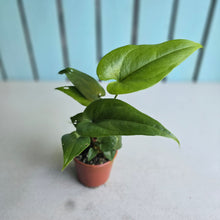 Load image into Gallery viewer, #R12 Anthurium Watermaliense - With Pup