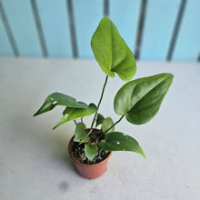 Load image into Gallery viewer, #R12 Anthurium Watermaliense - With Pup
