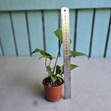 Load image into Gallery viewer, #R12 Anthurium Watermaliense - With Pup
