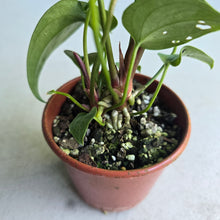 Load image into Gallery viewer, #R12 Anthurium Watermaliense - With Pup