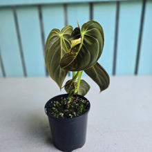 Load image into Gallery viewer, #RA4 Variegated Philodendron Melanochrysum