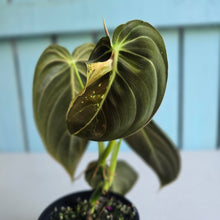Load image into Gallery viewer, #RA4 Variegated Philodendron Melanochrysum