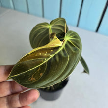 Load image into Gallery viewer, #RA4 Variegated Philodendron Melanochrysum