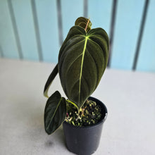 Load image into Gallery viewer, #RA4 Variegated Philodendron Melanochrysum